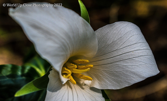 Spring Trillium