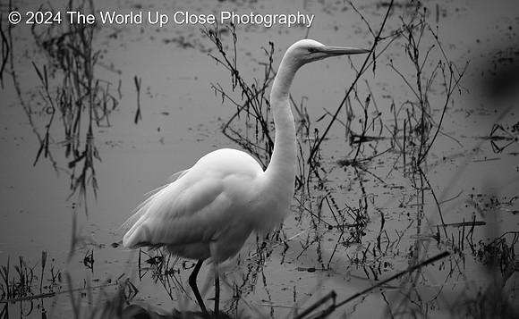 Ghost in the Marsh
