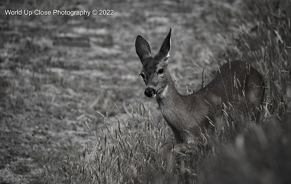 Among the Grasses