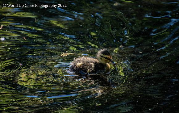 Duckling Season