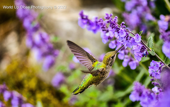 Among the Lavender