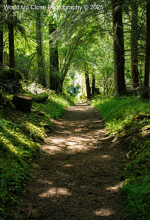 Path Forward