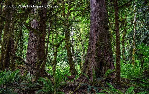 Deer in the Woods