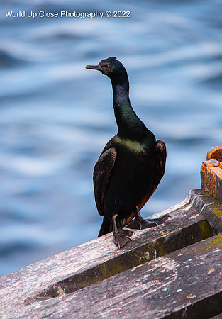 Cormorant
