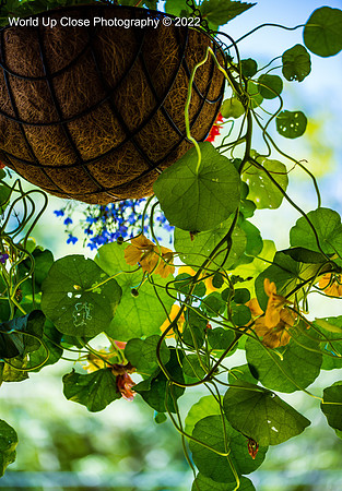 Hanging Nasturtium
