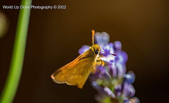 Hummingbird Moth