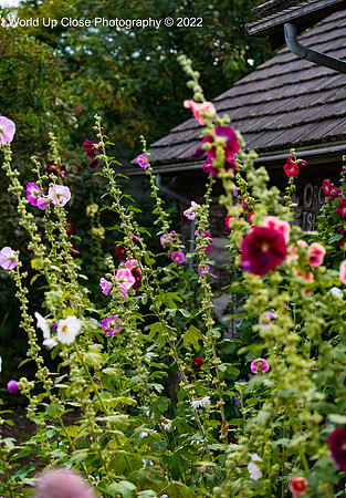 Hollyhocks