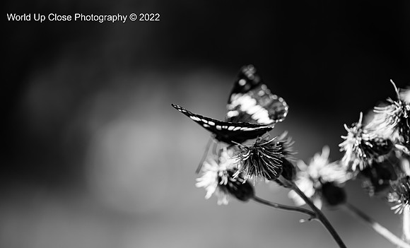 Lady Butterfly