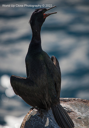 Outstretched