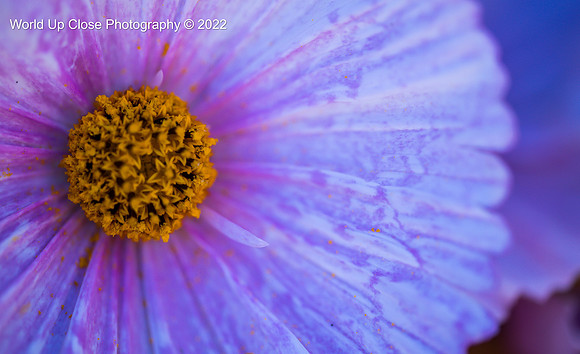 Purple and Orange
