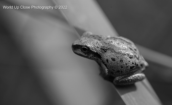 Ready to Leap