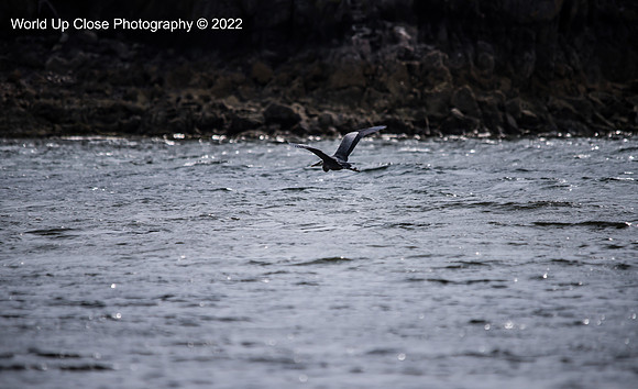 Skimming the Waves