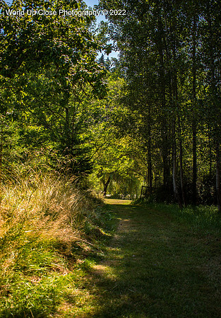 The Field