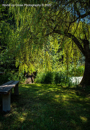 Under the Willow