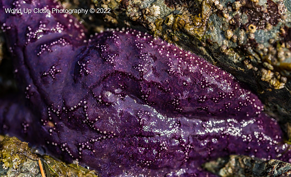 Clinging to the Rocks