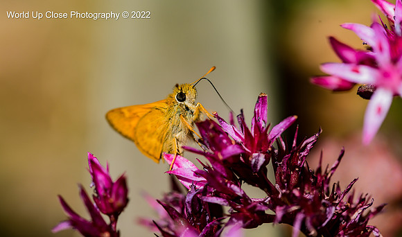 Hummingbird Moth