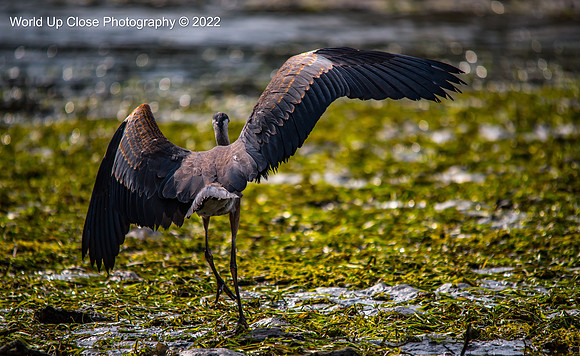 Landing