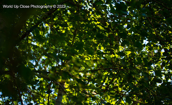 Leaves