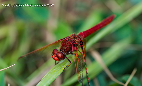 Ruby Red