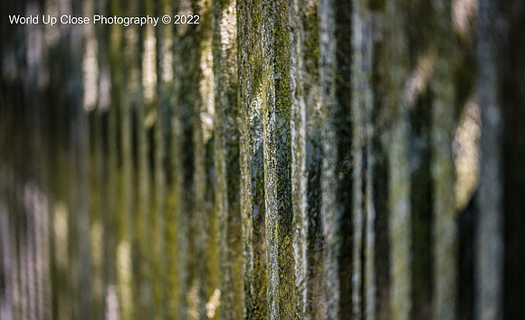 Mossy Wall