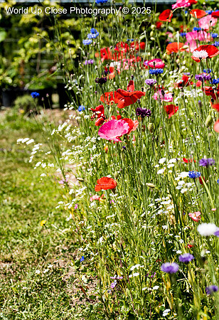 Wildflower Path