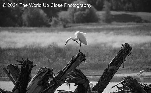 Ruffled Egret