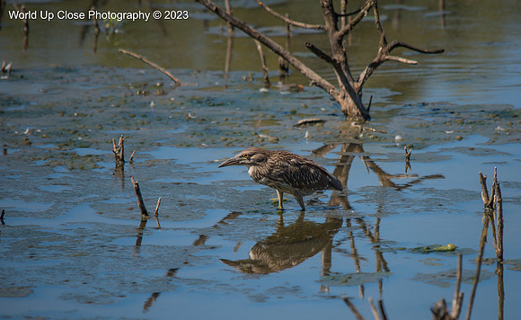 Black Crowned Night Heron