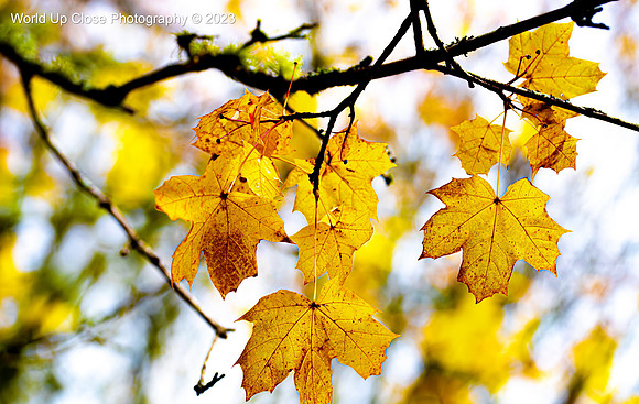 Fall Day