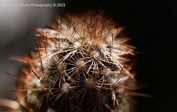 Cactus Spines