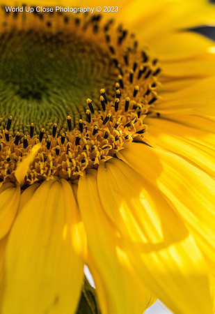 Golden Day