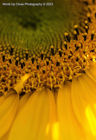 Enormous Sunflower
