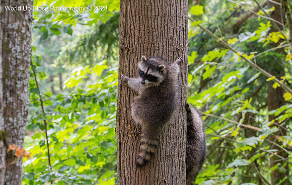 Little Raccoon