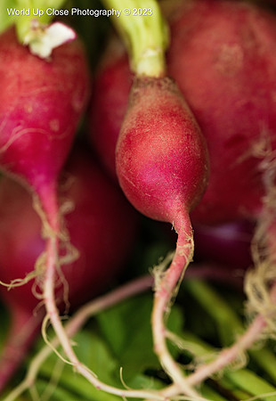Radishes
