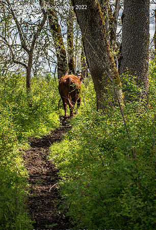 Cow Path