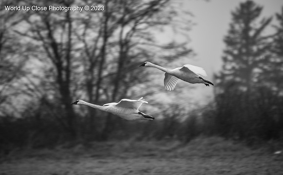 Swanflight