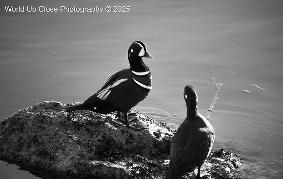 Water on Feathers