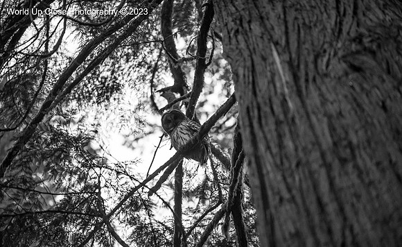 Curious Barred Owl