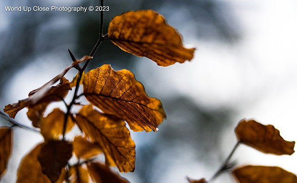 Last Leaves