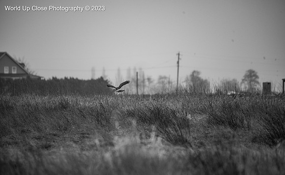 Harrier Field