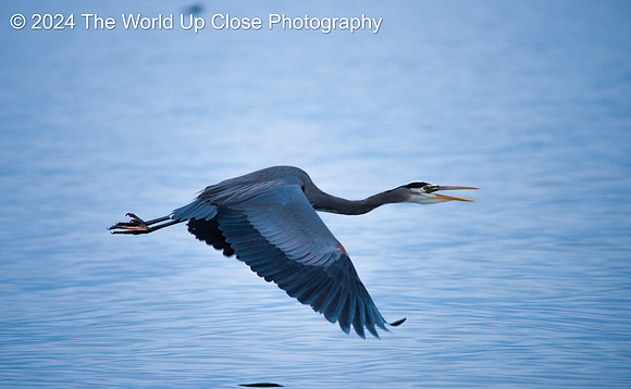 Alarmed Flight