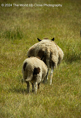 Following Mom