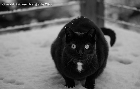Startled