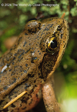 Wood Frog