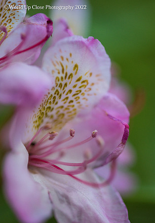 Rhododendron Blossoms