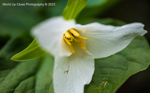 Spring Blossoms