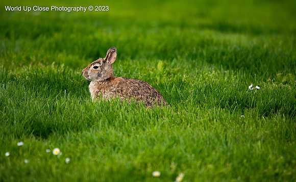 Rabbit at Sunset