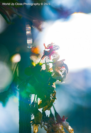 Sun Shines Through
