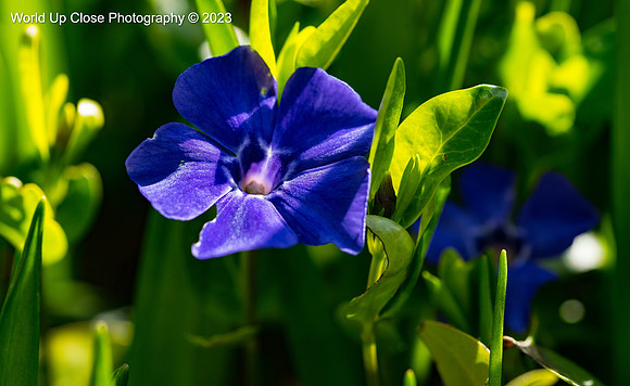 Velvety Petals