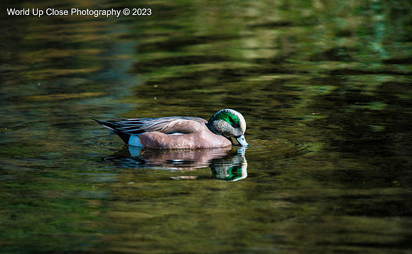 American Wigeon