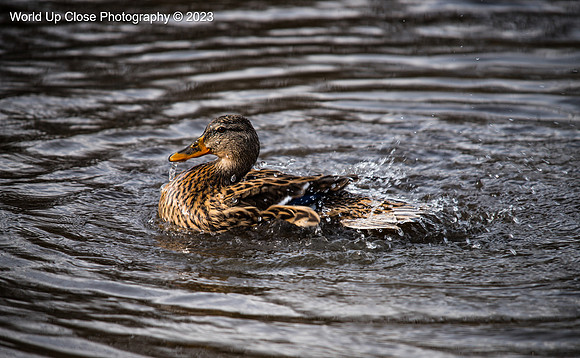 Bathing